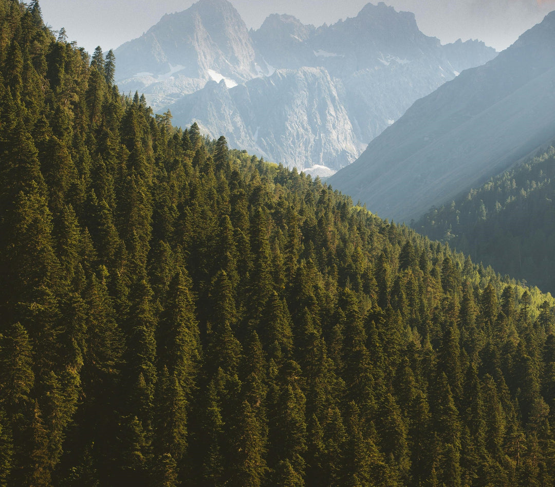 How Planting Trees Helps the Planet – Research & Facts